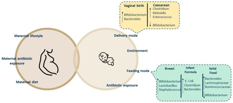 https://cdn.ncbi.nlm.nih.gov/pmc/blobs/6c59/11356122/64bb1b04b37e/microorganisms-12-01582-g002.jpg