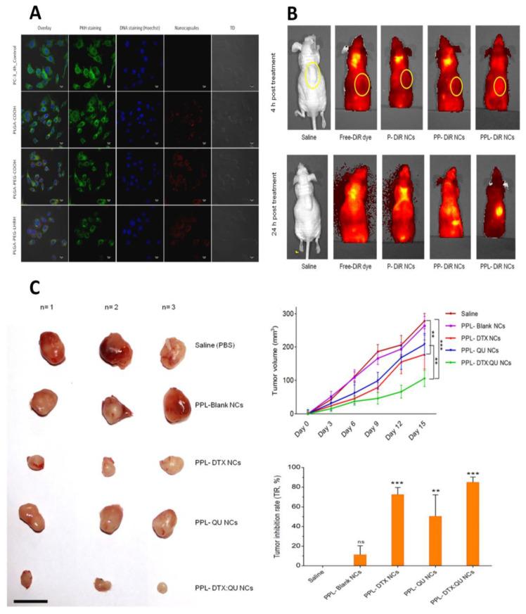 https://cdn.ncbi.nlm.nih.gov/pmc/blobs/6c5f/10976144/85e343f0076a/pharmaceutics-16-00297-g009.jpg