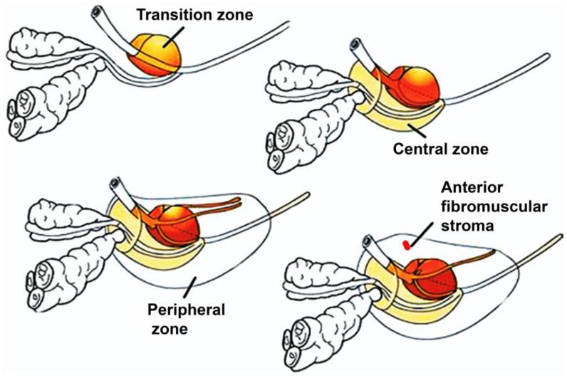 https://cdn.ncbi.nlm.nih.gov/pmc/blobs/6c5f/10976144/d2cd68cfc15f/pharmaceutics-16-00297-g002.jpg