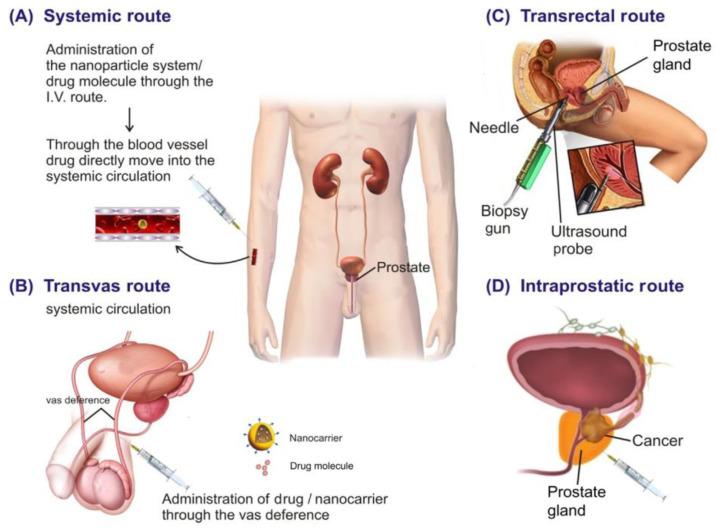 https://cdn.ncbi.nlm.nih.gov/pmc/blobs/6c5f/10976144/eb883dfe056b/pharmaceutics-16-00297-g008.jpg