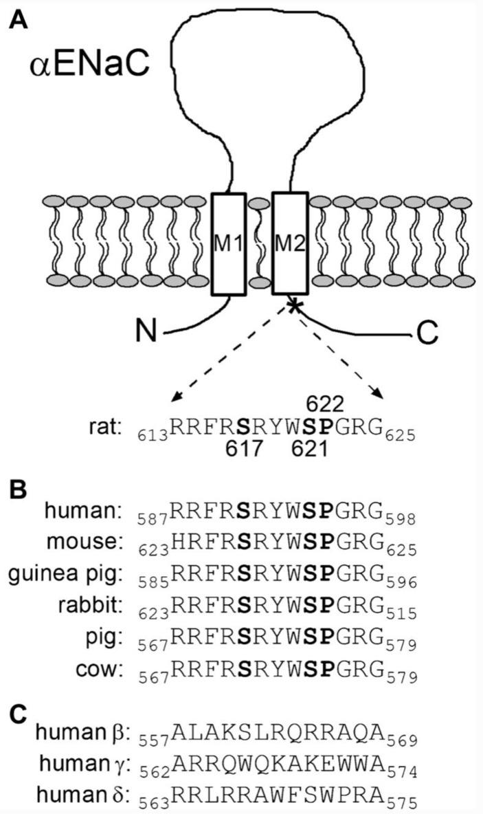 https://cdn.ncbi.nlm.nih.gov/pmc/blobs/6c63/10178586/832f17615767/ijms-24-07775-g003.jpg