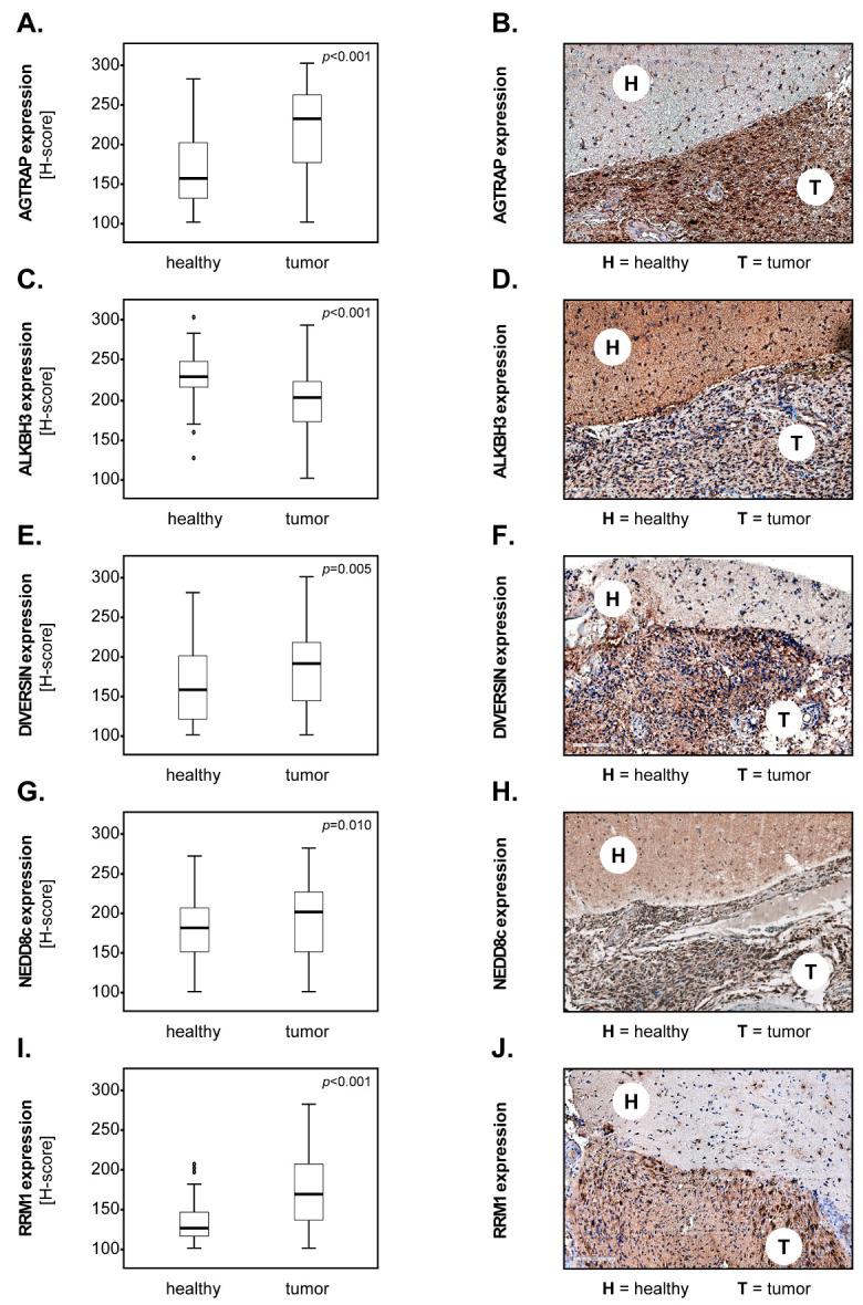 https://cdn.ncbi.nlm.nih.gov/pmc/blobs/6c68/11048029/8feac86427c1/biomedicines-12-00926-g002.jpg