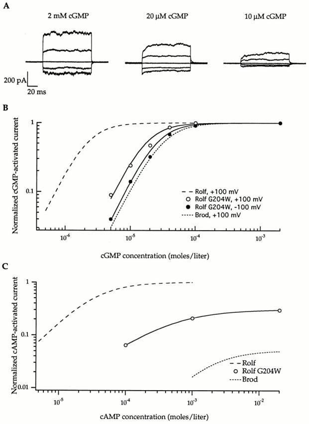 https://cdn.ncbi.nlm.nih.gov/pmc/blobs/6c69/2231820/377c80209848/JGP8231.f7.jpg