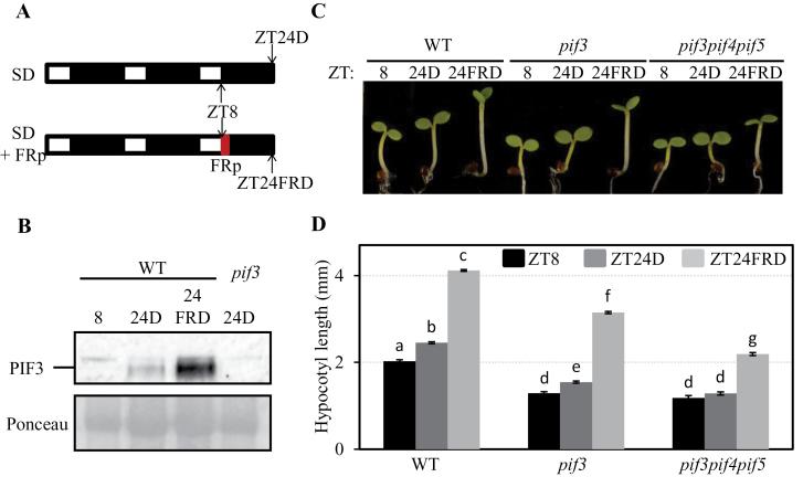 https://cdn.ncbi.nlm.nih.gov/pmc/blobs/6c6b/4056538/9c07ed78cb39/exbotj_ert465_f0002.jpg