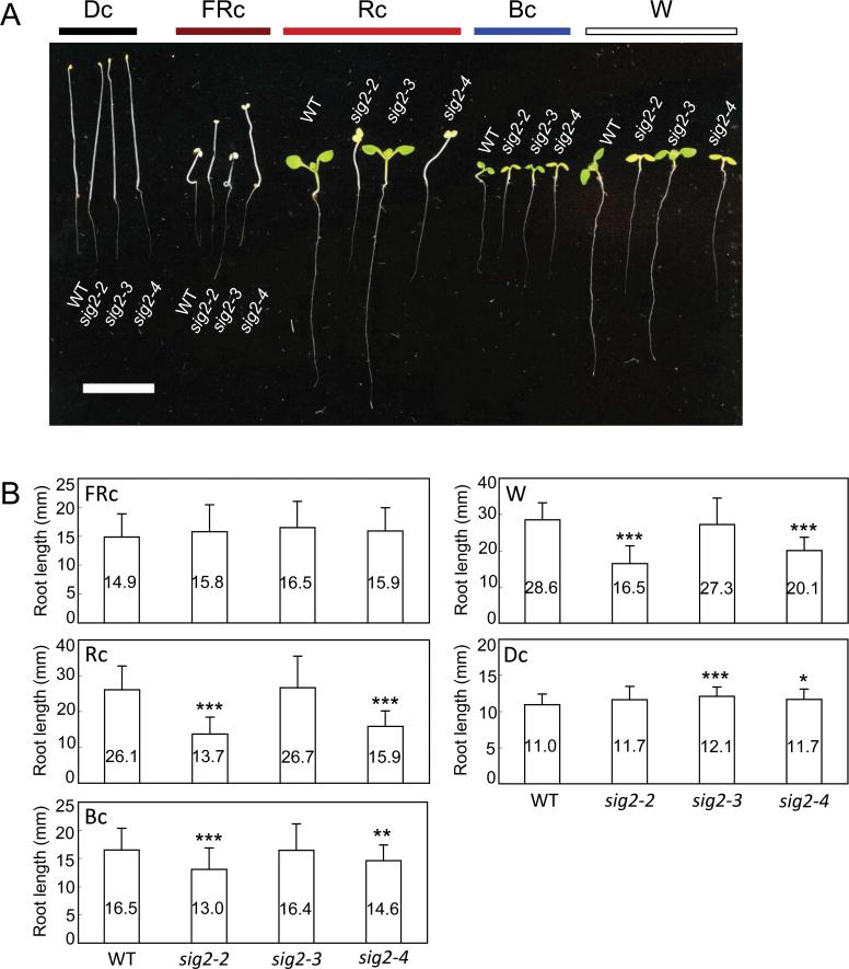 https://cdn.ncbi.nlm.nih.gov/pmc/blobs/6c6d/3871806/2abab9acb507/exbotj_ert308_f0006.jpg