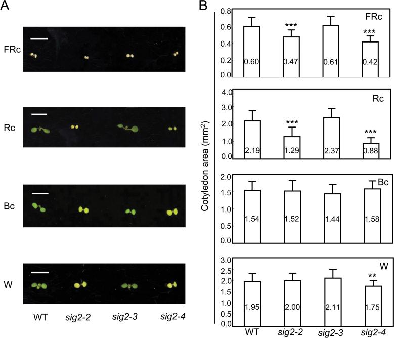 https://cdn.ncbi.nlm.nih.gov/pmc/blobs/6c6d/3871806/927184449c8e/exbotj_ert308_f0005.jpg