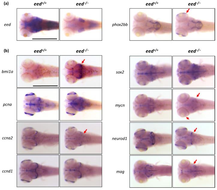 https://cdn.ncbi.nlm.nih.gov/pmc/blobs/6c71/8620594/0b83e5ce17d3/cells-10-03142-g007.jpg