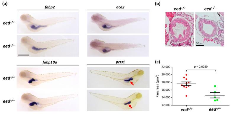 https://cdn.ncbi.nlm.nih.gov/pmc/blobs/6c71/8620594/1224e1d460c6/cells-10-03142-g004.jpg