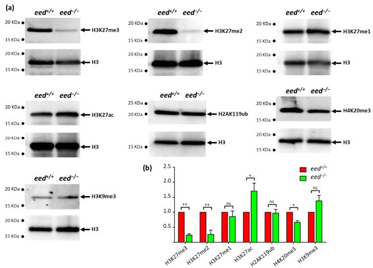 https://cdn.ncbi.nlm.nih.gov/pmc/blobs/6c71/8620594/52b2c5d3a1e7/cells-10-03142-g003.jpg