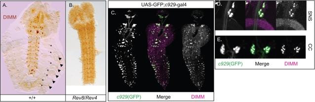 https://cdn.ncbi.nlm.nih.gov/pmc/blobs/6c72/2266995/4b1dd226fa33/pone.0001896.g001.jpg