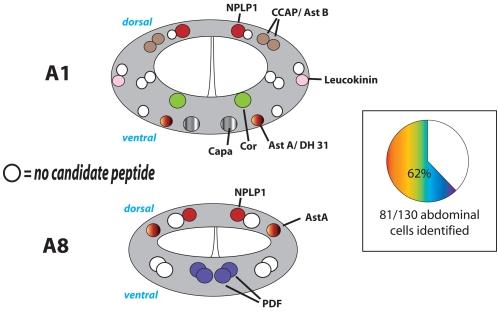 https://cdn.ncbi.nlm.nih.gov/pmc/blobs/6c72/2266995/c0bfaf1caeee/pone.0001896.g006.jpg