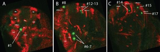 https://cdn.ncbi.nlm.nih.gov/pmc/blobs/6c72/2266995/fc53161ea508/pone.0001896.g003.jpg