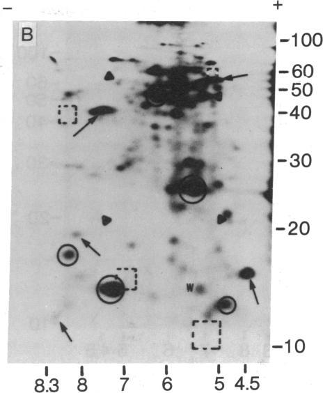 https://cdn.ncbi.nlm.nih.gov/pmc/blobs/6c7c/392414/267b5af3d1f9/pnas00016-0135-a.jpg