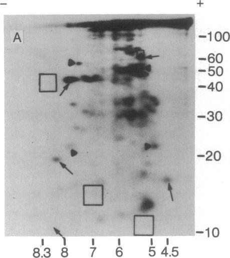 https://cdn.ncbi.nlm.nih.gov/pmc/blobs/6c7c/392414/bb08b576f1d8/pnas00016-0136-a.jpg