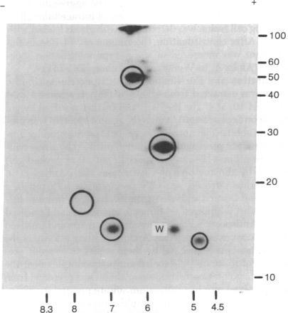 https://cdn.ncbi.nlm.nih.gov/pmc/blobs/6c7c/392414/e7f3d8cc2a4b/pnas00016-0137-a.jpg