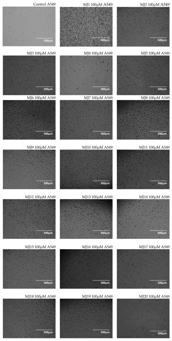 https://cdn.ncbi.nlm.nih.gov/pmc/blobs/6c7e/12295927/3b6bd0a2c625/ijms-26-06920-g006.jpg