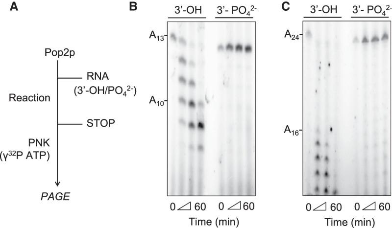 https://cdn.ncbi.nlm.nih.gov/pmc/blobs/6c80/7962489/509a47e1113e/465f04.jpg