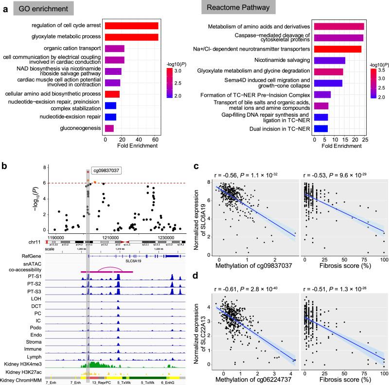 https://cdn.ncbi.nlm.nih.gov/pmc/blobs/6c87/10824731/c0f9a1403a7b/41467_2024_45295_Fig6_HTML.jpg