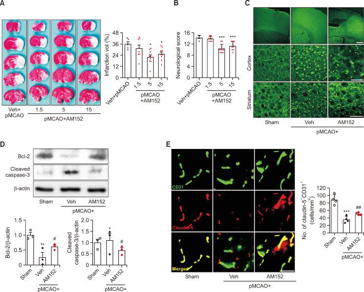https://cdn.ncbi.nlm.nih.gov/pmc/blobs/6c88/11063482/057440ff1d2c/bt-32-3-319-f1.jpg
