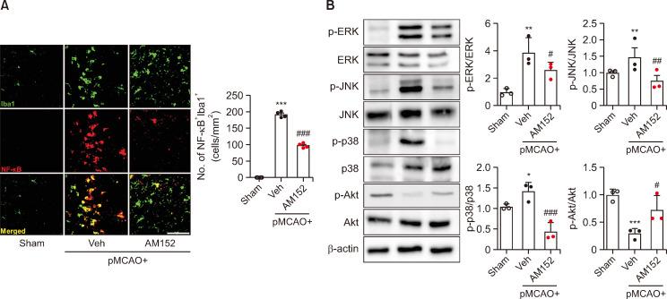 https://cdn.ncbi.nlm.nih.gov/pmc/blobs/6c88/11063482/068c782f02b6/bt-32-3-319-f4.jpg