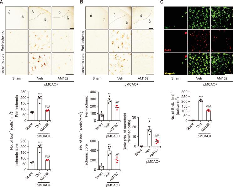 https://cdn.ncbi.nlm.nih.gov/pmc/blobs/6c88/11063482/bab5732f4481/bt-32-3-319-f2.jpg