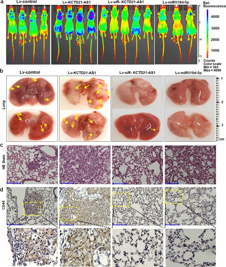 https://cdn.ncbi.nlm.nih.gov/pmc/blobs/6c8a/10881998/163f4c03d5bc/42003_2024_5854_Fig5_HTML.jpg