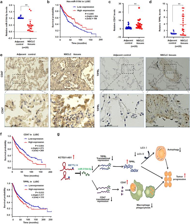 https://cdn.ncbi.nlm.nih.gov/pmc/blobs/6c8a/10881998/ee773f627dec/42003_2024_5854_Fig8_HTML.jpg