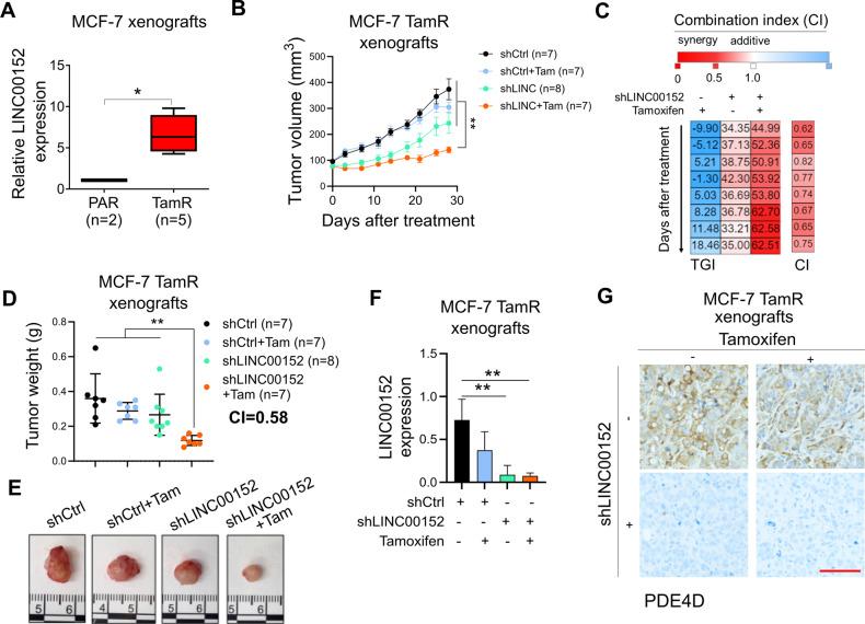 https://cdn.ncbi.nlm.nih.gov/pmc/blobs/6c8a/11180193/390e5868f20b/41419_2024_6814_Fig6_HTML.jpg