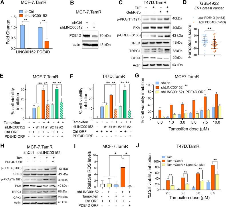 https://cdn.ncbi.nlm.nih.gov/pmc/blobs/6c8a/11180193/86034f548526/41419_2024_6814_Fig4_HTML.jpg