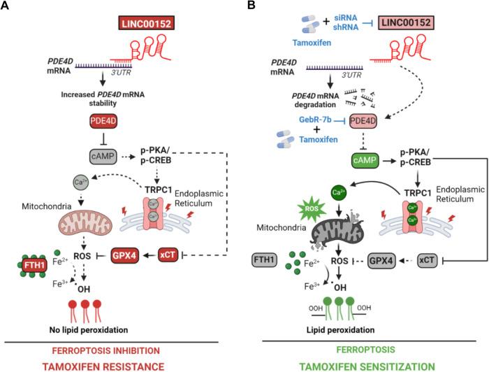 https://cdn.ncbi.nlm.nih.gov/pmc/blobs/6c8a/11180193/a4aa308caa4f/41419_2024_6814_Fig7_HTML.jpg