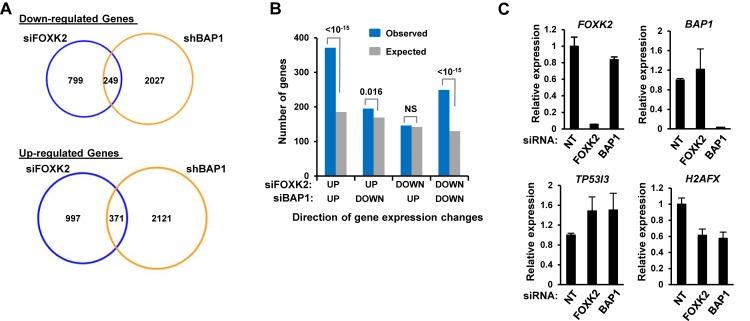 https://cdn.ncbi.nlm.nih.gov/pmc/blobs/6c8a/4041447/218cba494b41/gku274fig5.jpg