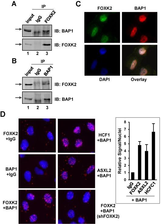 https://cdn.ncbi.nlm.nih.gov/pmc/blobs/6c8a/4041447/ba7884fd9aff/gku274fig2.jpg