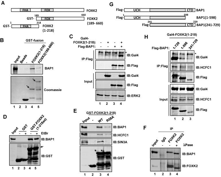 https://cdn.ncbi.nlm.nih.gov/pmc/blobs/6c8a/4041447/ca953461b6a5/gku274fig3.jpg