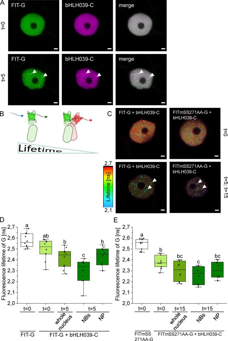 https://cdn.ncbi.nlm.nih.gov/pmc/blobs/6c8f/10890924/9c28b60073c5/JCB_202311048_Fig4.jpg
