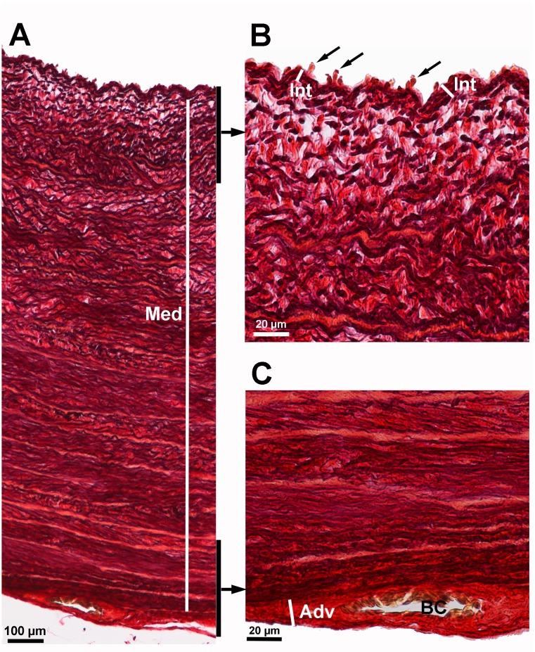 https://cdn.ncbi.nlm.nih.gov/pmc/blobs/6c8f/6428391/b29d28bb4ca6/pone.0214158.g004.jpg