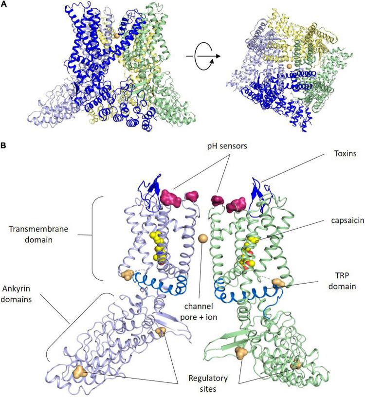 https://cdn.ncbi.nlm.nih.gov/pmc/blobs/6c8f/9478410/d7a8c12c4477/fnmol-15-930964-g001.jpg