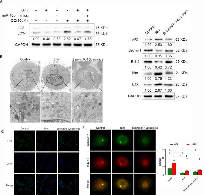 https://cdn.ncbi.nlm.nih.gov/pmc/blobs/6c90/9411559/b88d3b501f97/41420_2022_1168_Fig6_HTML.jpg