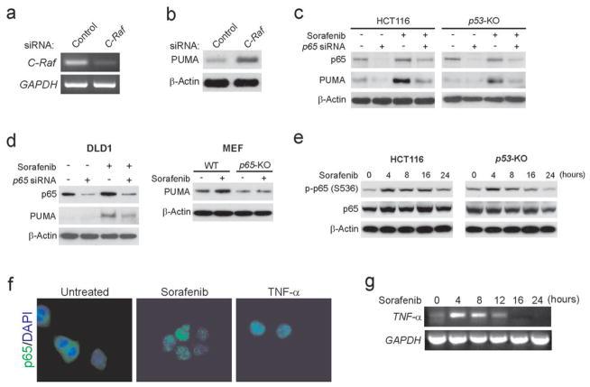 https://cdn.ncbi.nlm.nih.gov/pmc/blobs/6c91/3342476/9ab1ecbf65d2/nihms345064f2.jpg