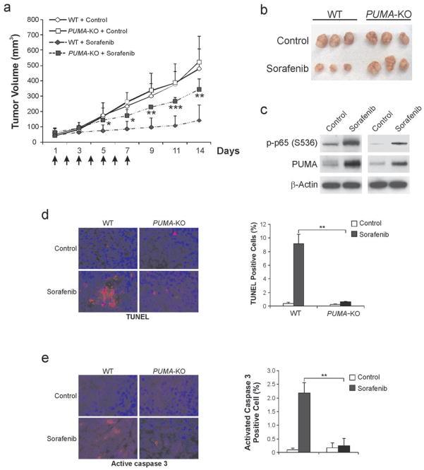https://cdn.ncbi.nlm.nih.gov/pmc/blobs/6c91/3342476/9b23e8800119/nihms345064f7.jpg