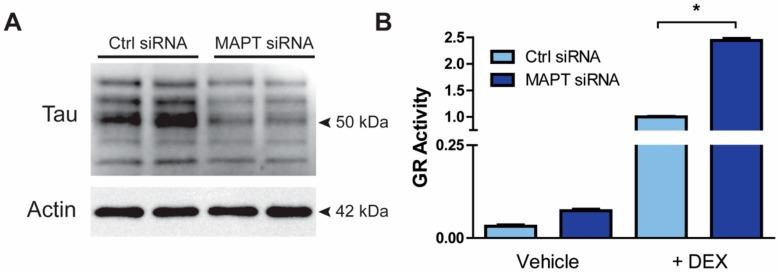 https://cdn.ncbi.nlm.nih.gov/pmc/blobs/6c93/7016791/61c4858ec756/cells-09-00210-g003.jpg