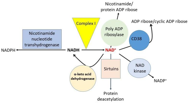 https://cdn.ncbi.nlm.nih.gov/pmc/blobs/6c93/9405866/5f26f5bbad35/biomolecules-12-01078-g004.jpg