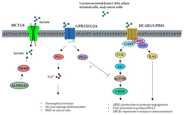 https://cdn.ncbi.nlm.nih.gov/pmc/blobs/6c94/12029365/bb5a2b003c65/molecules-30-01763-g004.jpg