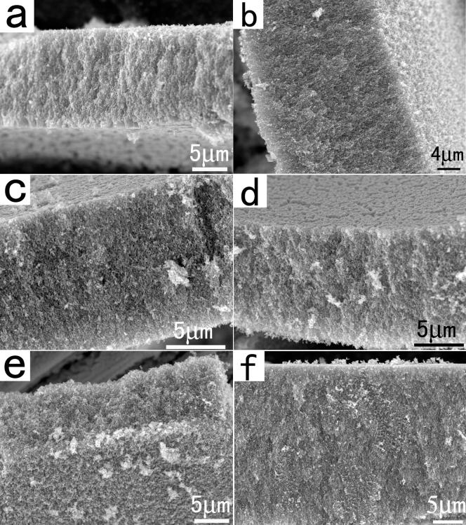 https://cdn.ncbi.nlm.nih.gov/pmc/blobs/6c94/3712314/f816043407f0/srep02204-f4.jpg