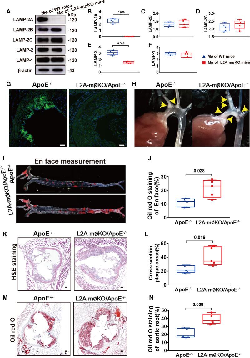 https://cdn.ncbi.nlm.nih.gov/pmc/blobs/6c96/8638823/1eba7527b026/res-129-1141-g003.jpg