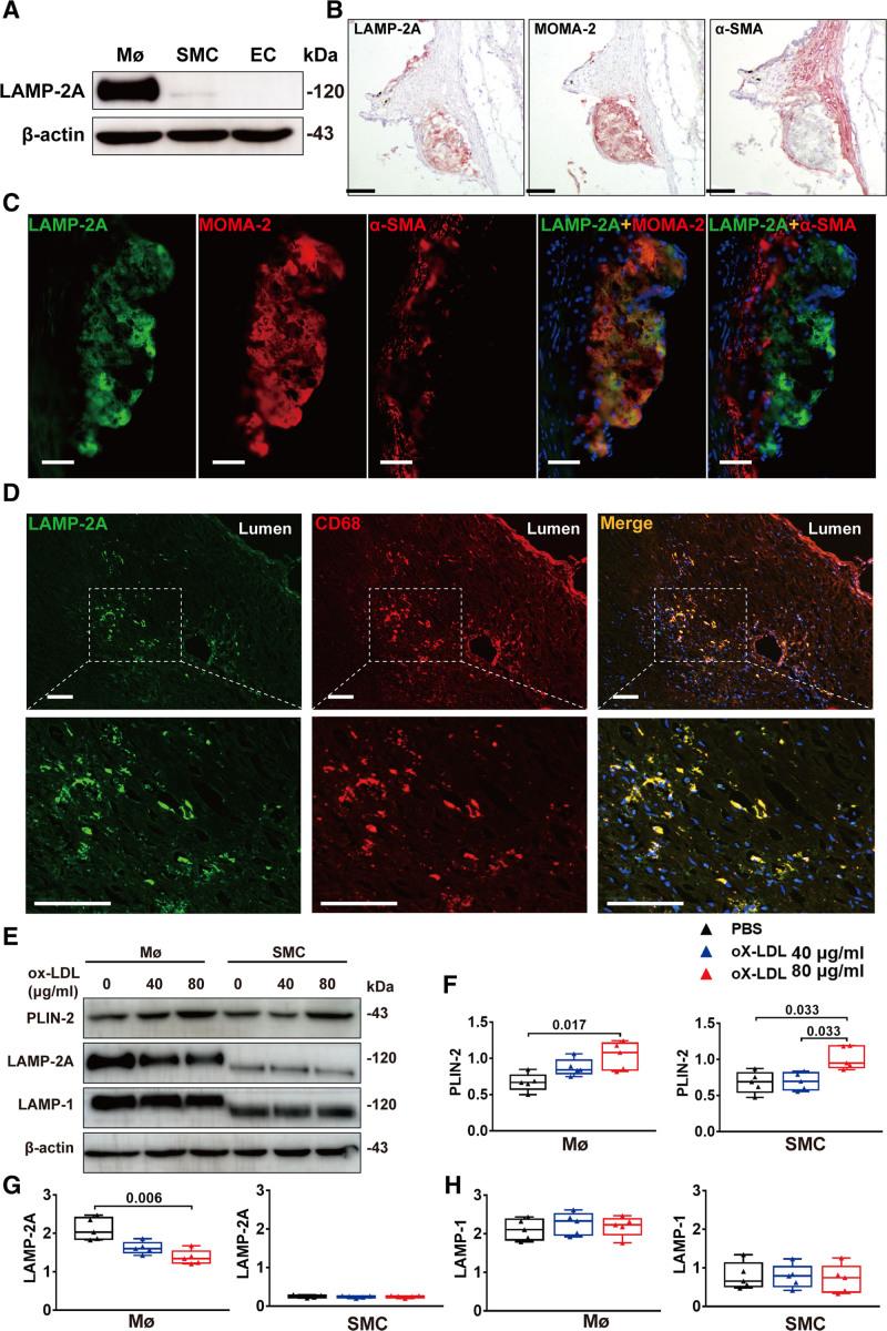 https://cdn.ncbi.nlm.nih.gov/pmc/blobs/6c96/8638823/8767b58f8c67/res-129-1141-g001.jpg