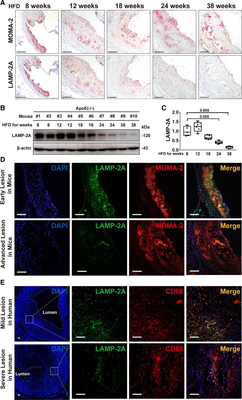 https://cdn.ncbi.nlm.nih.gov/pmc/blobs/6c96/8638823/d2481869251f/res-129-1141-g002.jpg