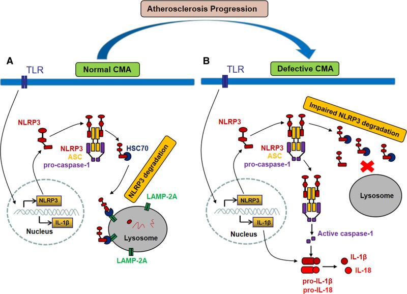 https://cdn.ncbi.nlm.nih.gov/pmc/blobs/6c96/8638823/d9aea32d8599/res-129-1141-g008.jpg