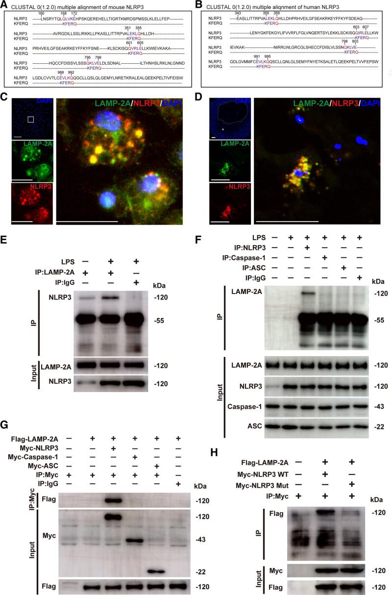 https://cdn.ncbi.nlm.nih.gov/pmc/blobs/6c96/8638823/e3d97cc9d695/res-129-1141-g006.jpg