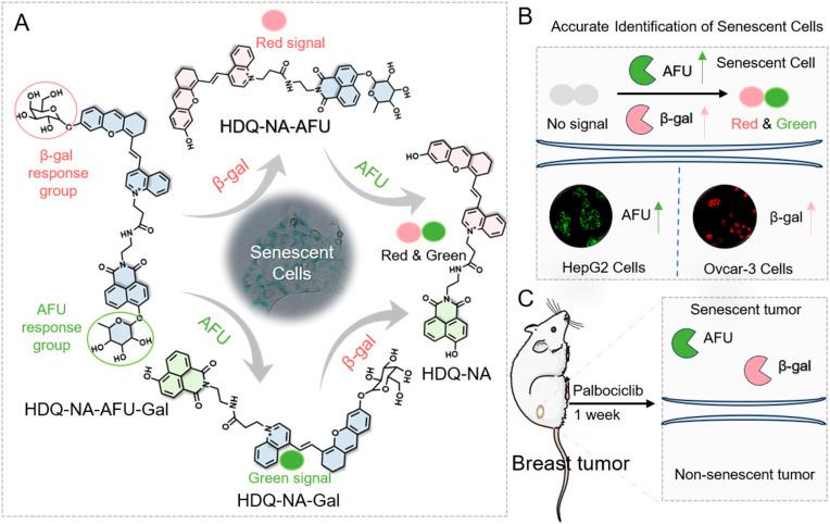 https://cdn.ncbi.nlm.nih.gov/pmc/blobs/6c9a/11981065/f5b2d36c327f/d5sc00103j-s1.jpg