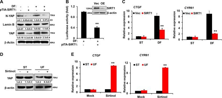 https://cdn.ncbi.nlm.nih.gov/pmc/blobs/6c9d/7035362/10c6a596ca35/41419_2020_2343_Fig6_HTML.jpg